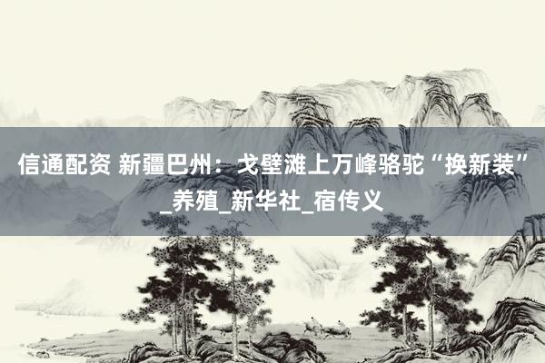 信通配资 新疆巴州：戈壁滩上万峰骆驼“换新装”_养殖_新华社_宿传义
