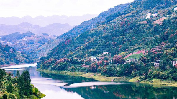 1号配资 巴东：神农溪畔栾树美，秋韵溢彩醉山川